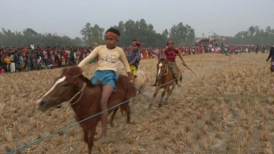 ঘোড় দৌড় প্রতিযোগিতা