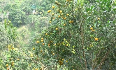 রাঙামাটির কমলা