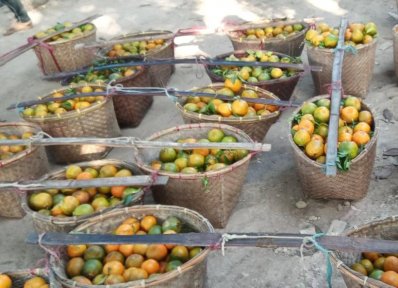 রাঙামাটির কমলা