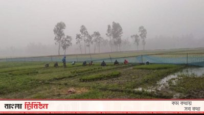 কুয়াশার মধ্যে ধান রোপণ করছেন কৃষকরা