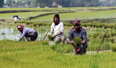 উফশীজাতের ধান চাষ করছেন কৃষকরা
