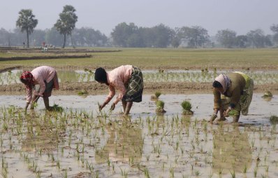 উফশীজাতের ধান চাষ করছেন কৃষকরা