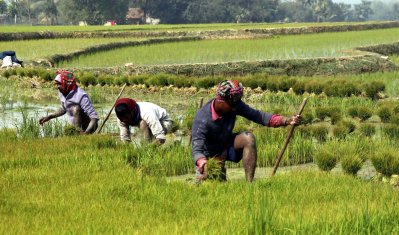 উফশীজাতের ধান চাষ করছেন কৃষকরা