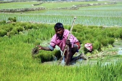উফশীজাতের ধান চাষ করছেন কৃষকরা