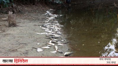 বিষ প্রয়োগে মাছ নিধন