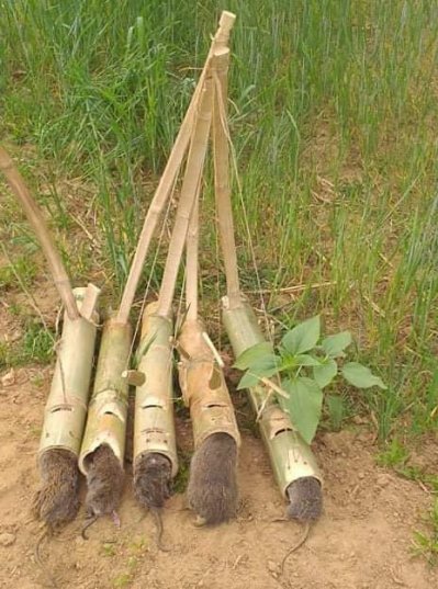 ইঁদুর মারার ফাঁদ