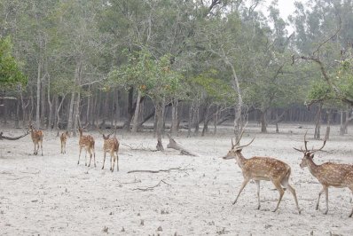 সুন্দরবন
