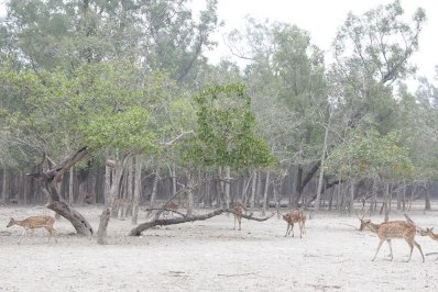 সুন্দরবন