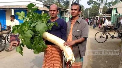 হাফিজুর রহমানের জমিতে জন্ম নেওয়া আট কেজি ওজনের মুলা
