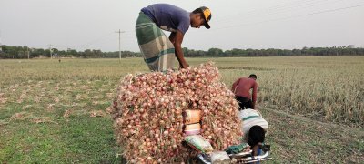গাড়ি ভরে ঘরে তোলা হচ্ছে পেঁয়াজ