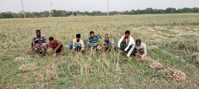 ক্ষেত থেকে পেঁয়াজ তুলছেন কৃষি শ্রমিকরা