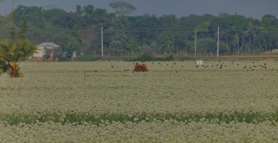 পেঁয়াজ বীজের ক্ষেত