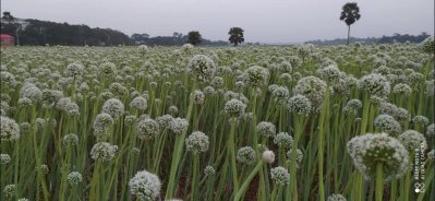 পেঁয়াজ বীজের ক্ষেত