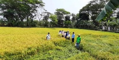 ধান কাটছে চাষিরা
