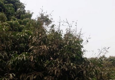 দিনাজপুরের বাগানগুলোয় লিচুর মুকুল কম