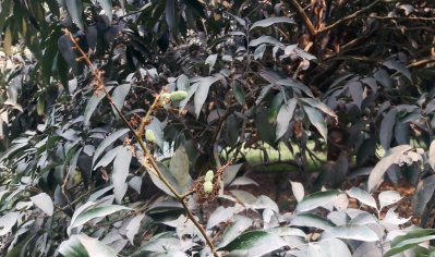 দিনাজপুরের বাগানগুলোয় লিচুর মুকুল কম, ডালগুলোতে বের হয়েছে নতুন পাতা 