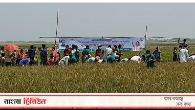 দেখার হাওরে কৃষকলীগের ধানকাটা উৎসব
