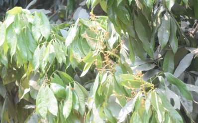 দিনাজপুরের বাগানগুলোয় লিচুর মুকুল কম, ডালগুলোতে বের হয়েছে নতুন পাতা 