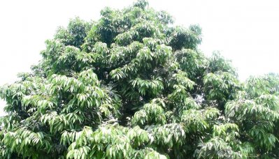 দিনাজপুরের বাগানগুলোয় লিচুর মুকুল কম, ডালগুলোতে বের হয়েছে নতুন পাতা 