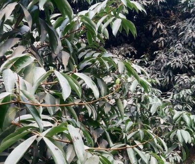 দিনাজপুরের বাগানগুলোয় লিচুর মুকুল কম, ডালগুলোতে বের হয়েছে নতুন পাতা 
