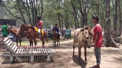 খাবারের অভাবে মারা যায় তিনটি ঘোড়া