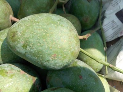 রাজশাহীতে জমে উঠেছে গোপালভোগ আমের বাজার