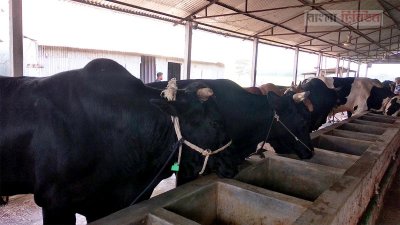 এরশাদের গরুর খামার
