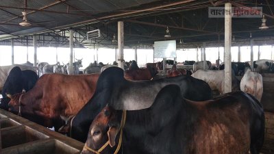 এরশাদের গরুর খামার