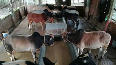 মাস্টার্স পাস করেও দৌড়াননি চাকরির পেছনে, সফল গরুর খামারে
