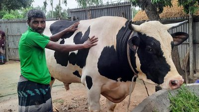 বসের দাম সাত লাখ টাকা এবং বিগ বসের দাম ১০ লাখ টাকা