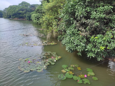 ঝলমলে সকালে ধানমন্ডি লেকের পদ্মফুল