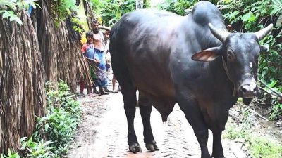 আবুল হোসেনের দাবি, কোনও ওষুধ ছাড়াই গরু তিনটি মোটাতাজা করেছেন 