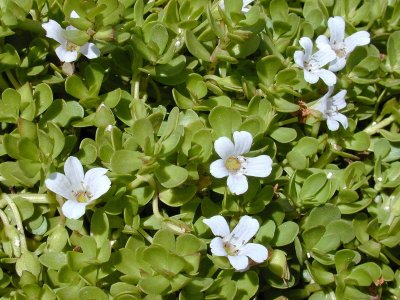 ব্রাহ্মী শাক
