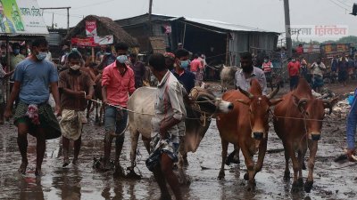 হাটে গরু নিয়ে আসছেন ব্যবসায়ীরা