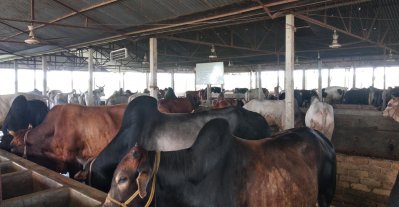 একবছর আগে শুরু, এ ঈদেই আড়াই কোটি টাকার গরু বিক্রি