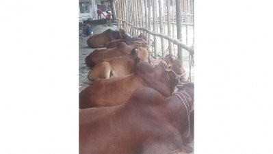 বিদ্যালয়ের মাঠে পশুর হাট