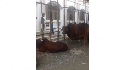 বিদ্যালয়ের মাঠে পশুর হাট