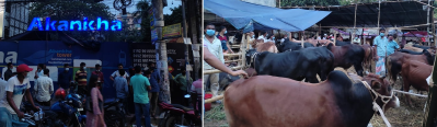 আবাসন কোম্পানির জমিতে পশুর হাট, উচ্ছেদ করলেন ম্যাজিস্ট্রেট