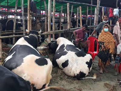 গাবতলী পশুর হাটে স্বাস্থ্যবিধির কোনও বালাই নেই।