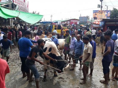 গাবতলী পশুর হাটে স্বাস্থ্যবিধির কোনও বালাই নেই।