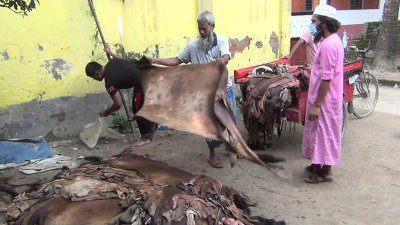 প্রতি চামড়ায় ৩০-৫০ টাকা পর্যন্ত লোকসান