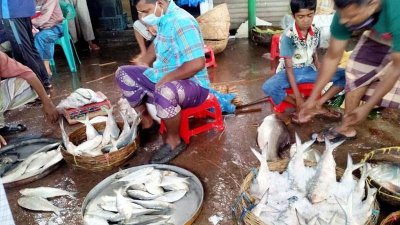 নিষেধাজ্ঞা উঠে যাওয়ার পরও নদীতে ইলিশ মিলছে না