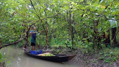 শতবছর পরও জনপ্রিয় স্বরূপকাঠির পেয়ারা