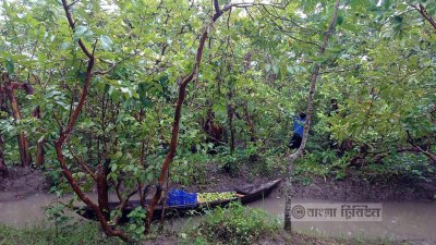 শতবছর পরও জনপ্রিয় স্বরূপকাঠির পেয়ারা