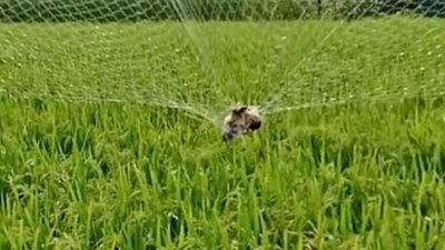 শিকারির ফাঁদে ঝাঁকে ঝাঁকে ধরা পড়ছে বাবুই পাখি