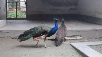 হরিণ বিক্রি করে চিড়িয়াখানার আয় ৩৬ লাখ টাকা