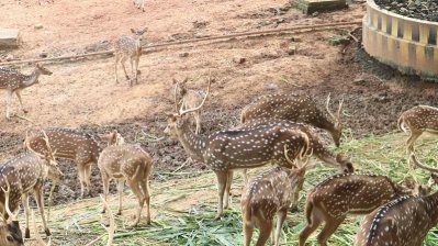 হরিণ বিক্রি করে চিড়িয়াখানার আয় ৩৬ লাখ টাকা