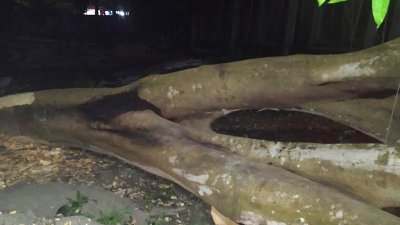 নোটিশ ছাড়াই গাছগুলো কেটে ফেলার অভিযোগ