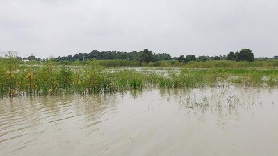 ফসলি ক্ষেত পানিতে নিমজ্জিত