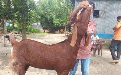 কাশ্মিরি জাতের ছাগল বছরে দুই বার বাচ্চা দেয়
